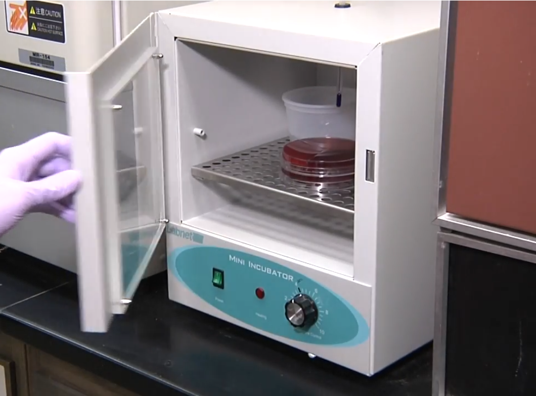 Culture plates in incubator.png